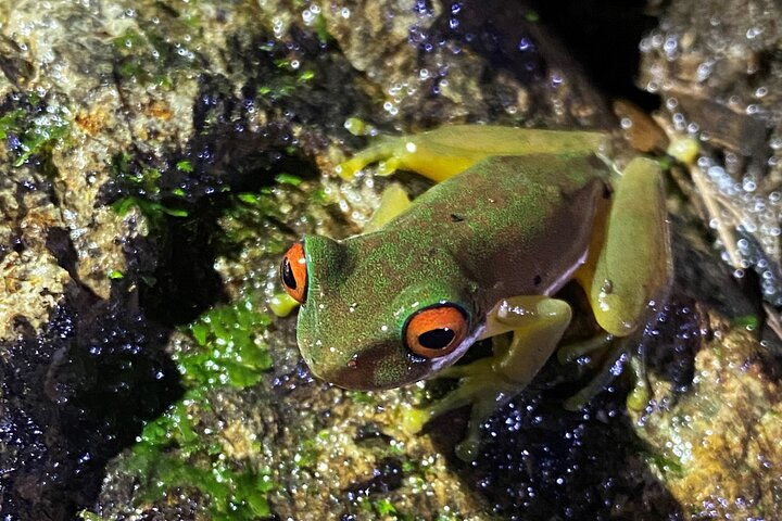 Night tour in Monteverde Tropical Forest - Photo 1 of 12